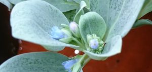 生蠔葉 oyster leaves seeds