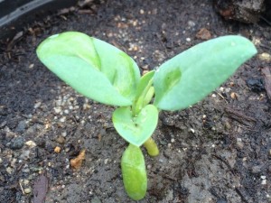 生蠔葉 Oysters Leaf 成長期