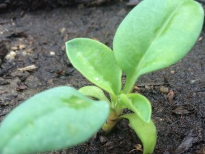 生蠔葉 Oysters Leaf 成長期