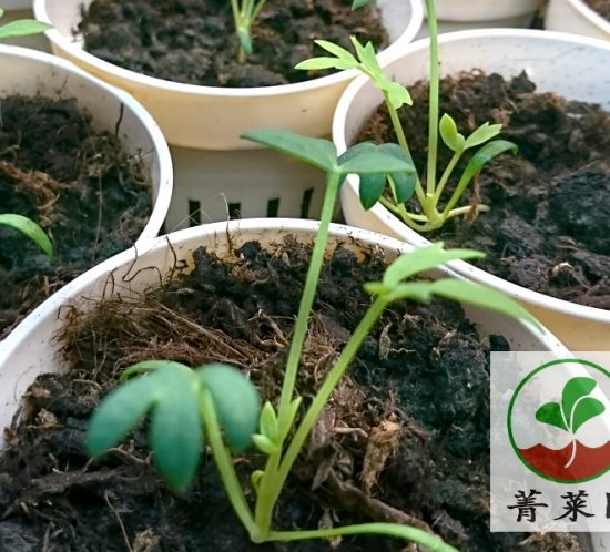 海茴香相片