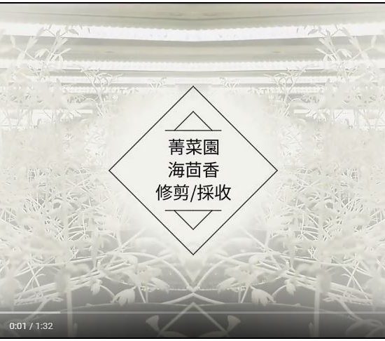 菁菜園海茴香