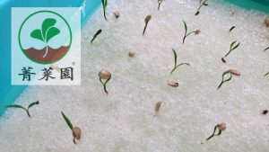 海茴香 水耕苗