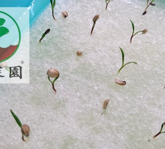 海茴香 水耕苗