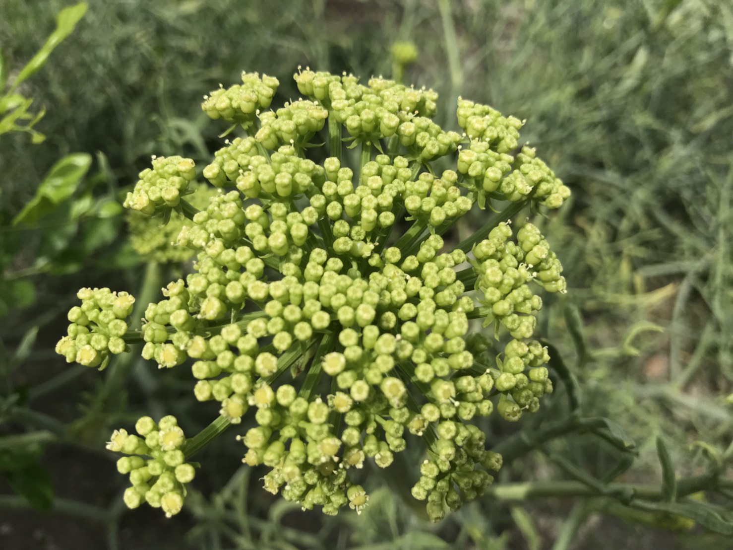 海茴香開花